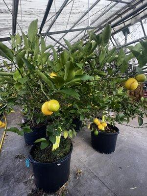 Lemon  trees