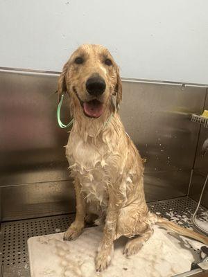 Just enjoying his bath !