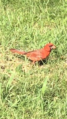 Cardinal