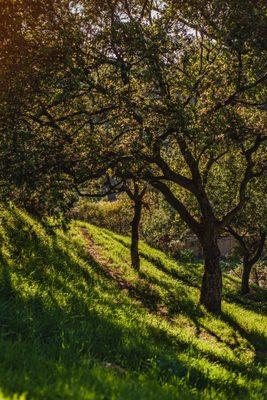 TreePeople's Coldwater Canyon Park