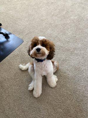 Another wonderful haircut for Rooster!