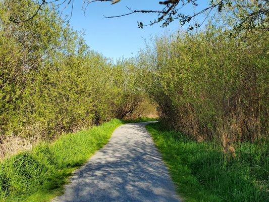 There are so many different types of trees, grasses, and other vegetation along this trail! The birds must love it here