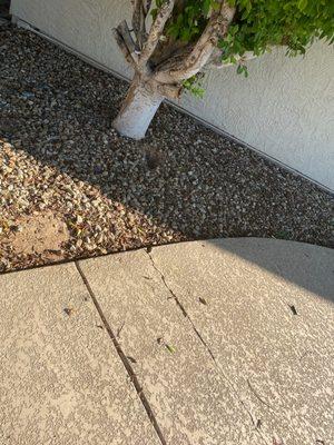 Cracked pool decking due to tree roots.