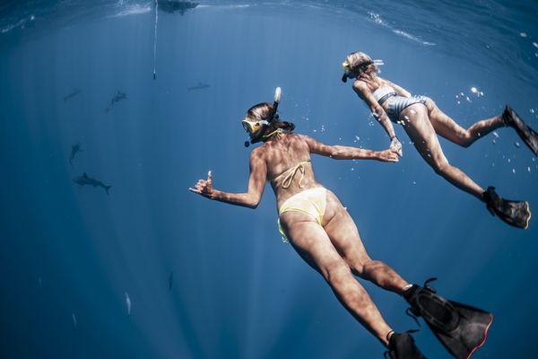 Shark diving snorkeling tour in hawaii