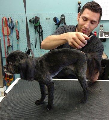 Our groomer/owner Jesse giving a haircut