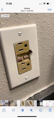 Cockroach coming out of outlet