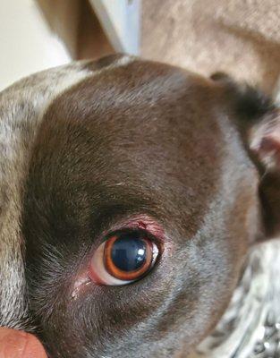 Injury on my dog's left eye