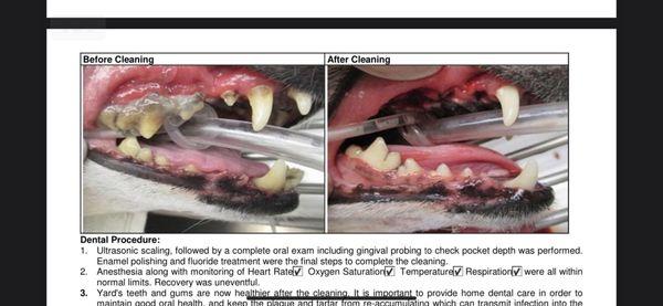 Dog dental cleaning