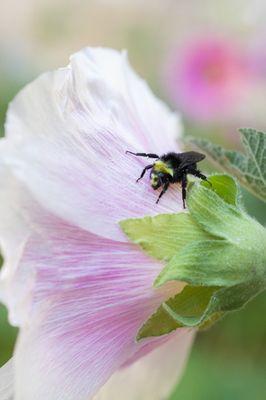 Beautiful resting summer bubble bee. #actionphotography #animalphotography