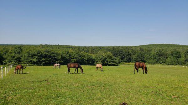 Horses