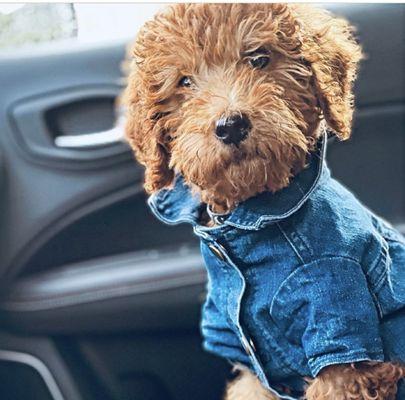 Dolce modeling her jean jacket!