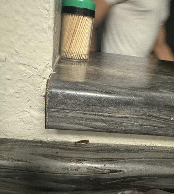 Roach infestation