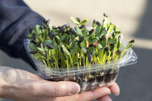 Sunflower Microgreens from Le Petit Jardin