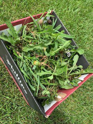 Box full of weeds "weed man" didn't kill. I did this every week or two in the summer"