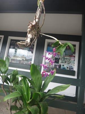 Lovely orchid right outside the entrance.