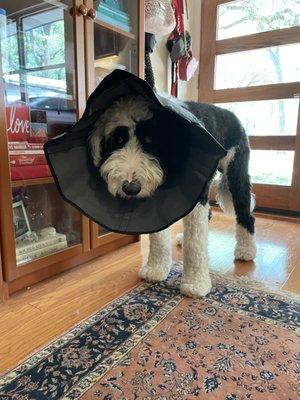 Poor Zen in the cone of shame.