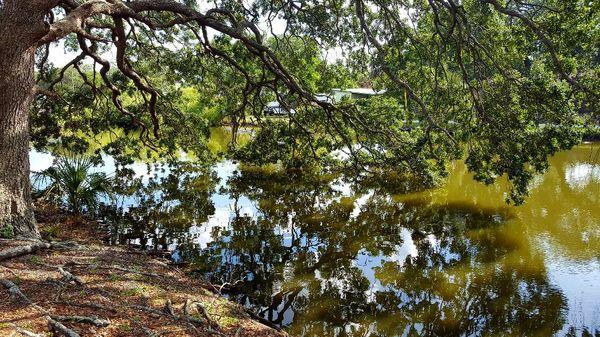 St Augustine Florida, Oak Tree on the water.