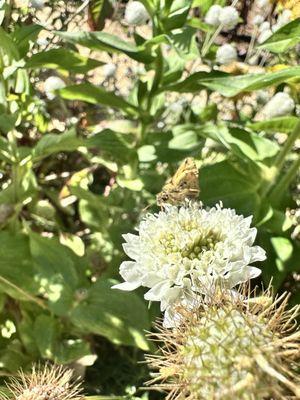 Butterfly on flower