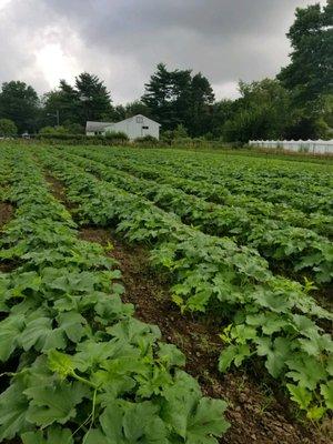 The pumpkin patch is growing!!!!  Bergen Garden Center and Farms