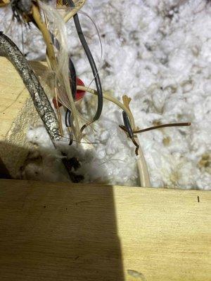 Exposed high voltage wires in attic.