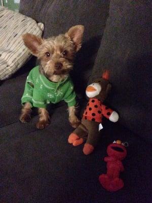 Got this new outfit for toto for $1 from one of the booths. These two toys and a tennis ball I scored for just a dollar for all of them.