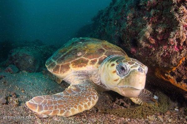 A loggerhead sea turtle photo taken right here in the Gulf by our dive buddy, Jeremy Sterk! SW Florida is prime sea turtle nesting area.