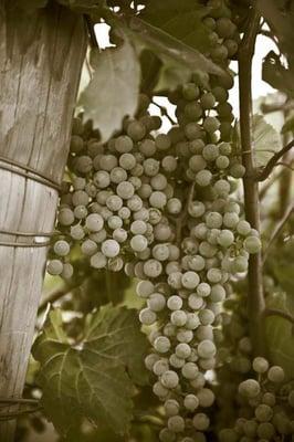 Grapes on the vine