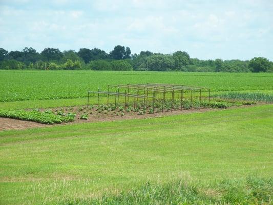 Donnie Appleseed Orchard