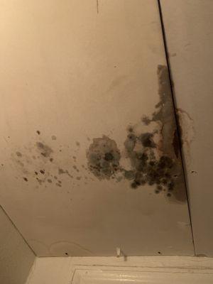 Black mold and leak