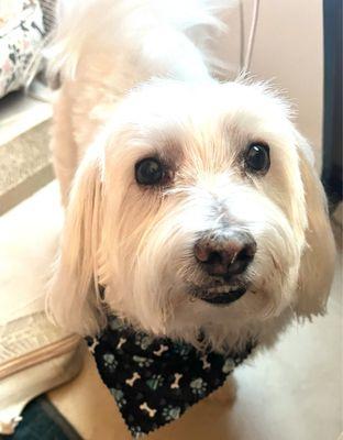 Happy puppy smiling just because he knows that he looks very good!