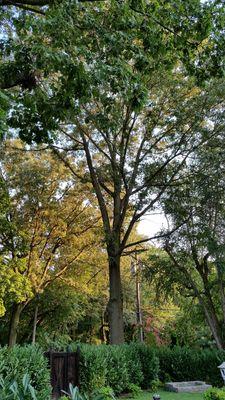 And here is the tree A year later that they supposedly state they removed back in August of 2016 wow that is a fast-growing oak tree. Smh