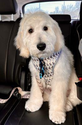 4 month old Goldendoodle