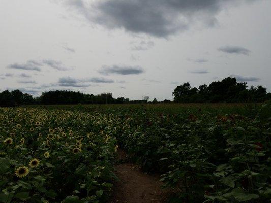 Beautiful day for picking sunflowers...Sunflowers are $1  a bunch or $5 stalk...its truely breathtaking if you love sunflowers.