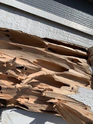 Termite damage to my house before jacks took care of it.