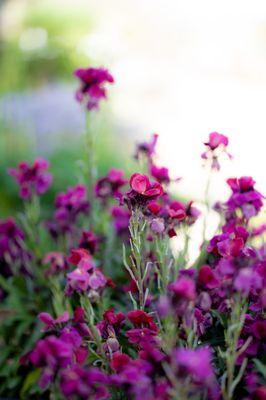 Purple Wallflower