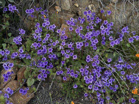 Little purple flowers