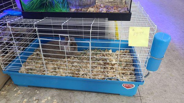 Rabbit kept in too small of a cage. Food bowl empty, only a few strands of hay. Nothing else in the cage for it.