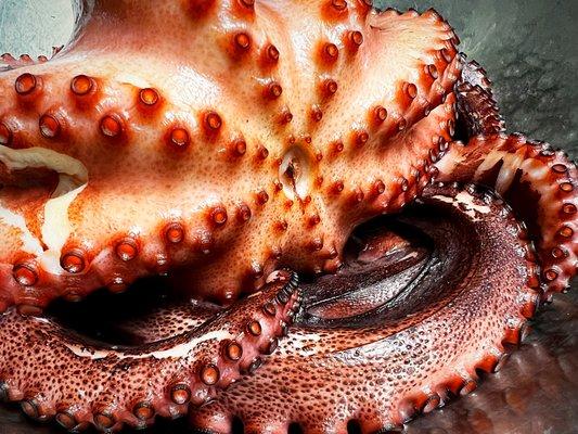 Fresh octopus