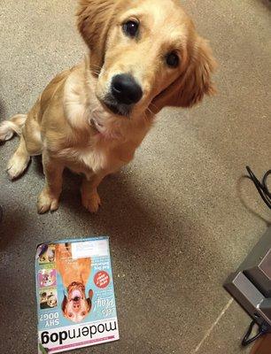 Our pup waiting for her appointment reading some most appropriate material!