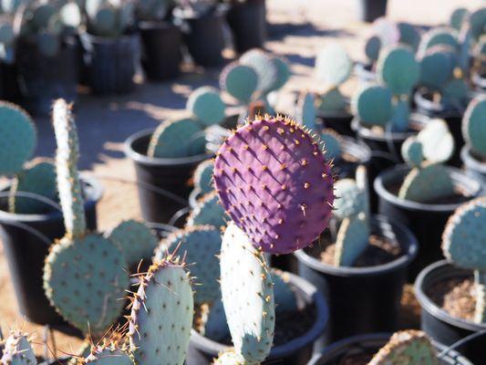 Phoenix Desert Nursery