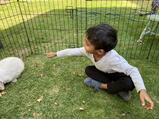 Bunny and chickens to feed