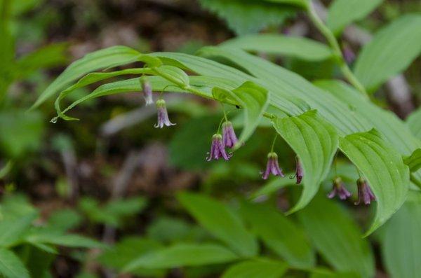 Craggy Gardens