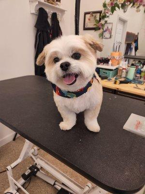 Best Pet Groomer in Portage