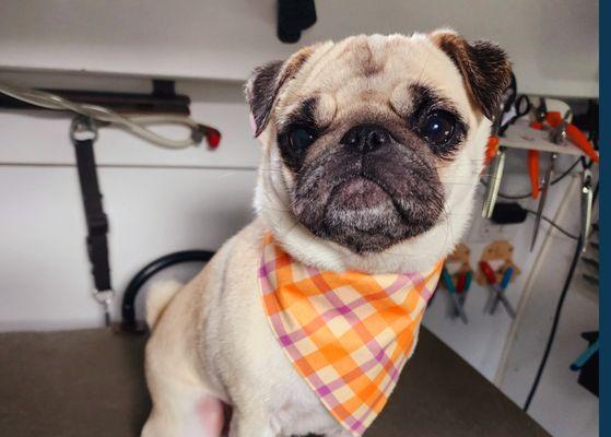 Check out this adorable pooch! Groomed to perfection and ready to steal hearts!