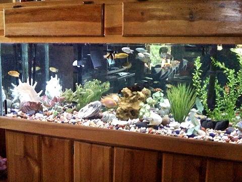 Community Aquarium