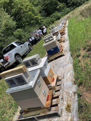 A few of our hives being inspected to make sure they are doing well.