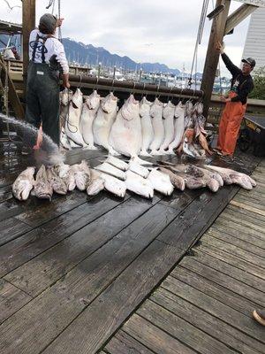 Seeing amazingly large halibuts and  rock cod