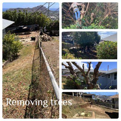 Cutt down mango tree and mountain apple tree