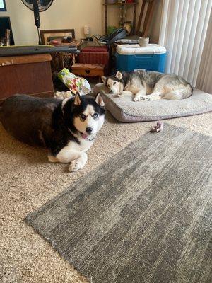 My girls love the pie crust aka PIZZA, Pines, pizza bones