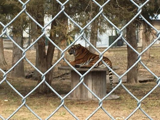 One of the tigers, again, with giant road construction cable reel for size.